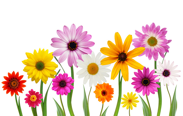 free_flowers_shutterstock_13325443_web